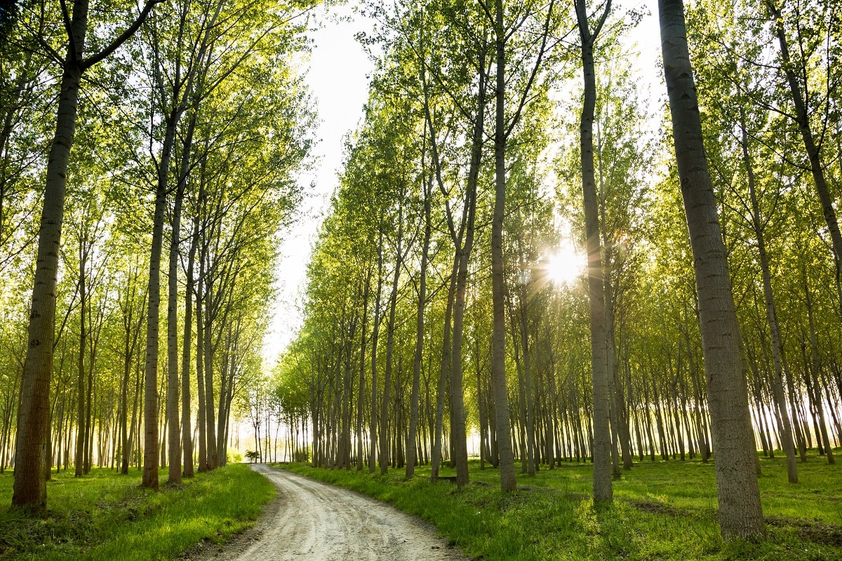 poplar trees