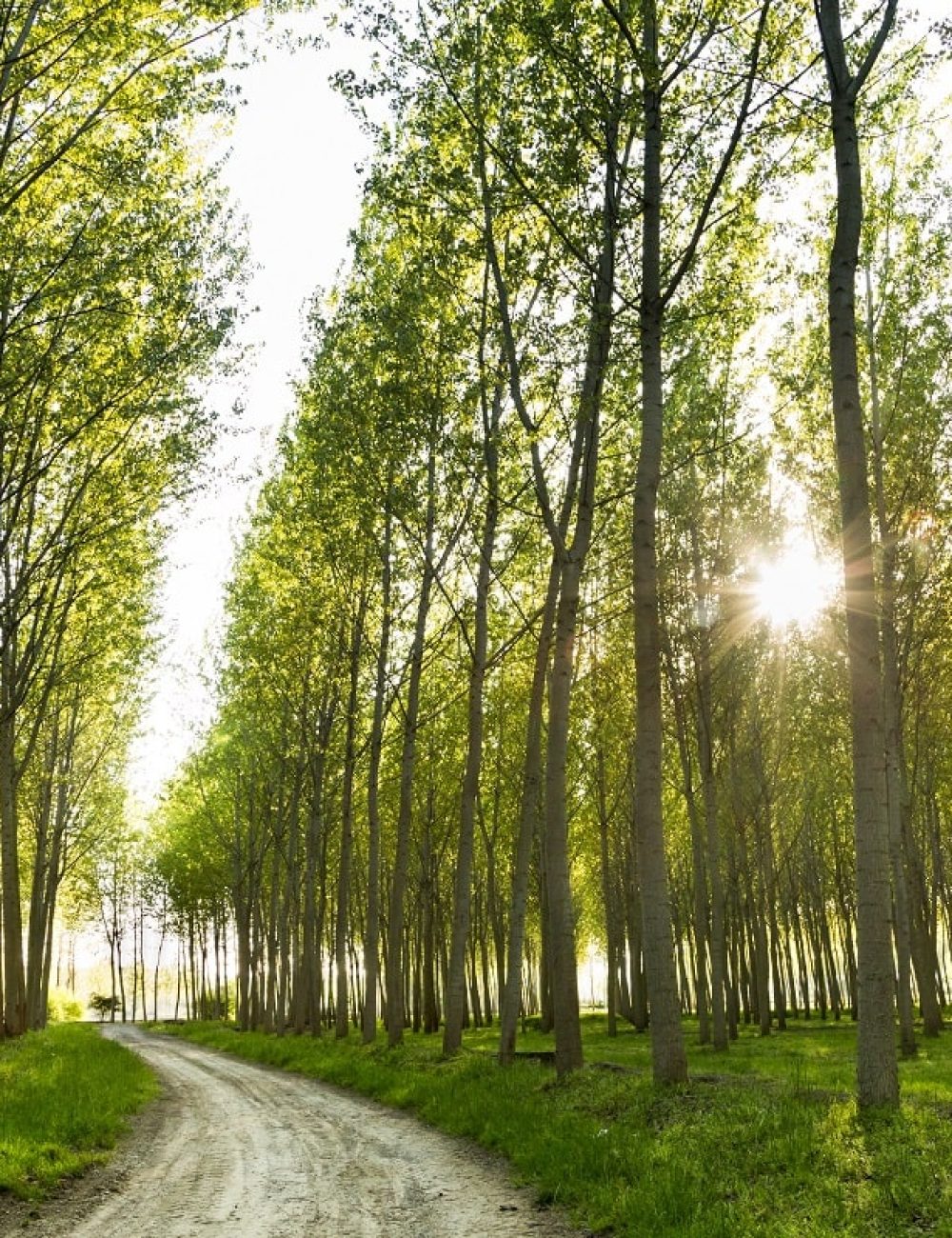 poplar trees